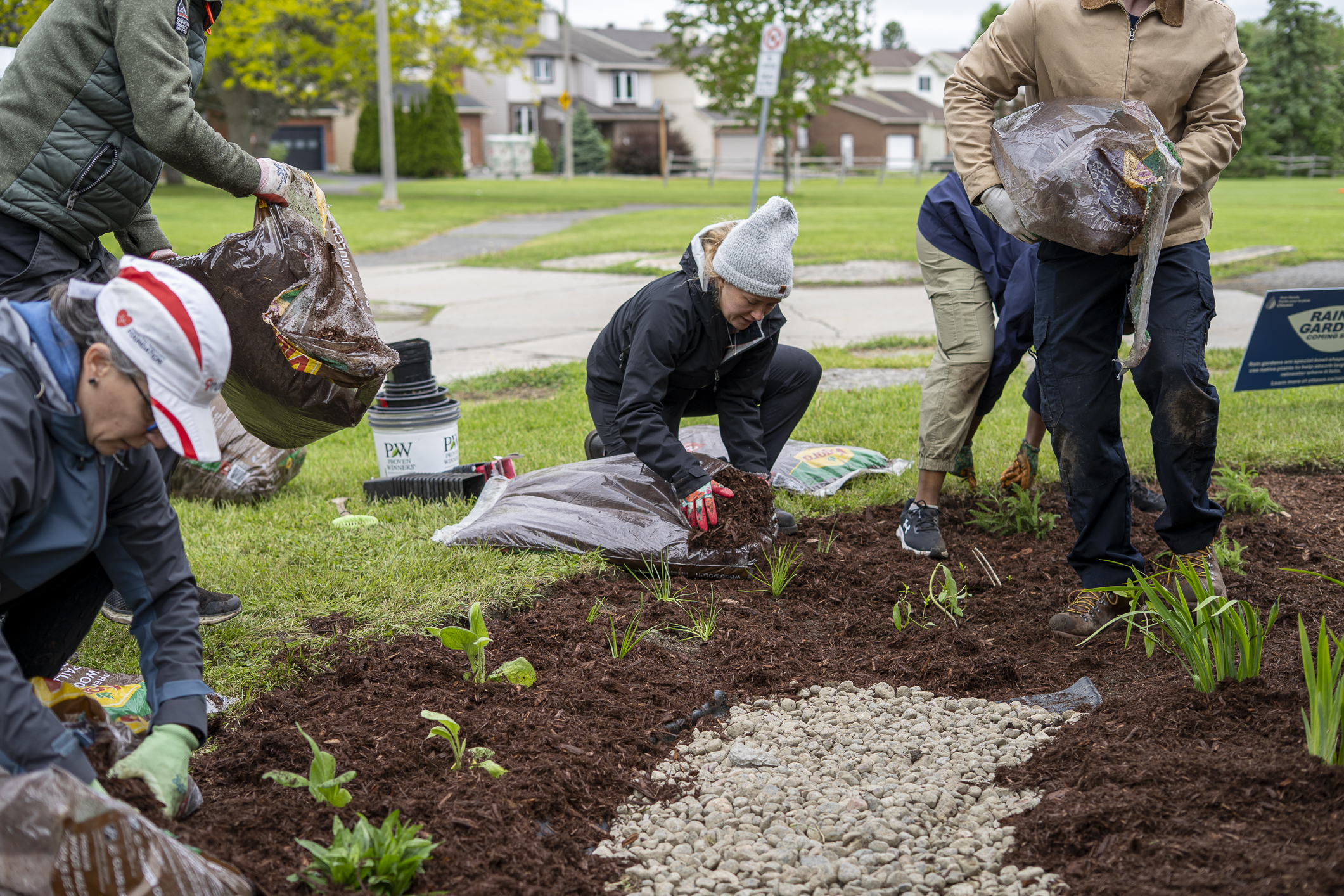 People kneel in the dirt and put plants into holes in the dirt with green lawns visible in the background.