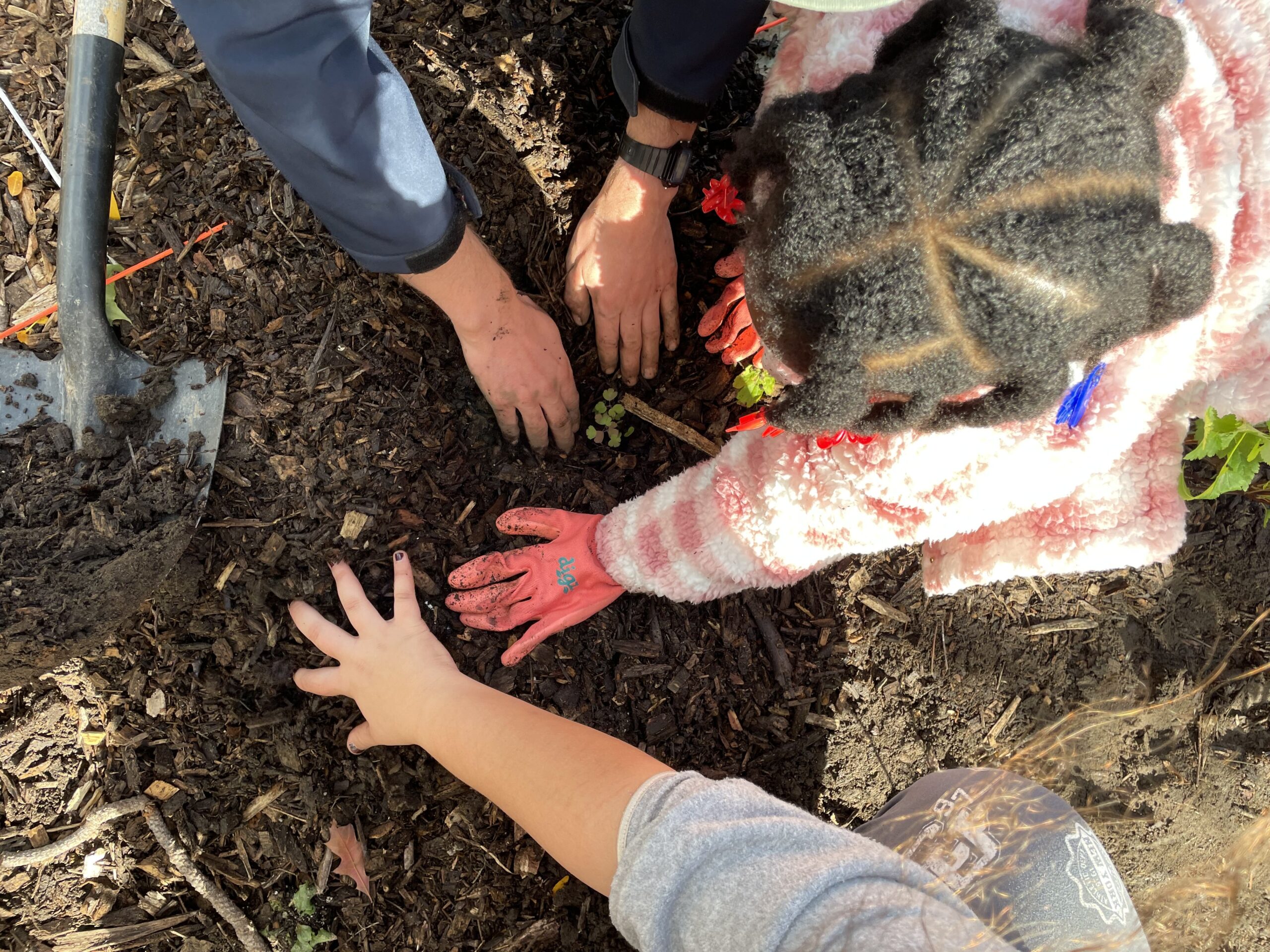 Greening York Street Public School