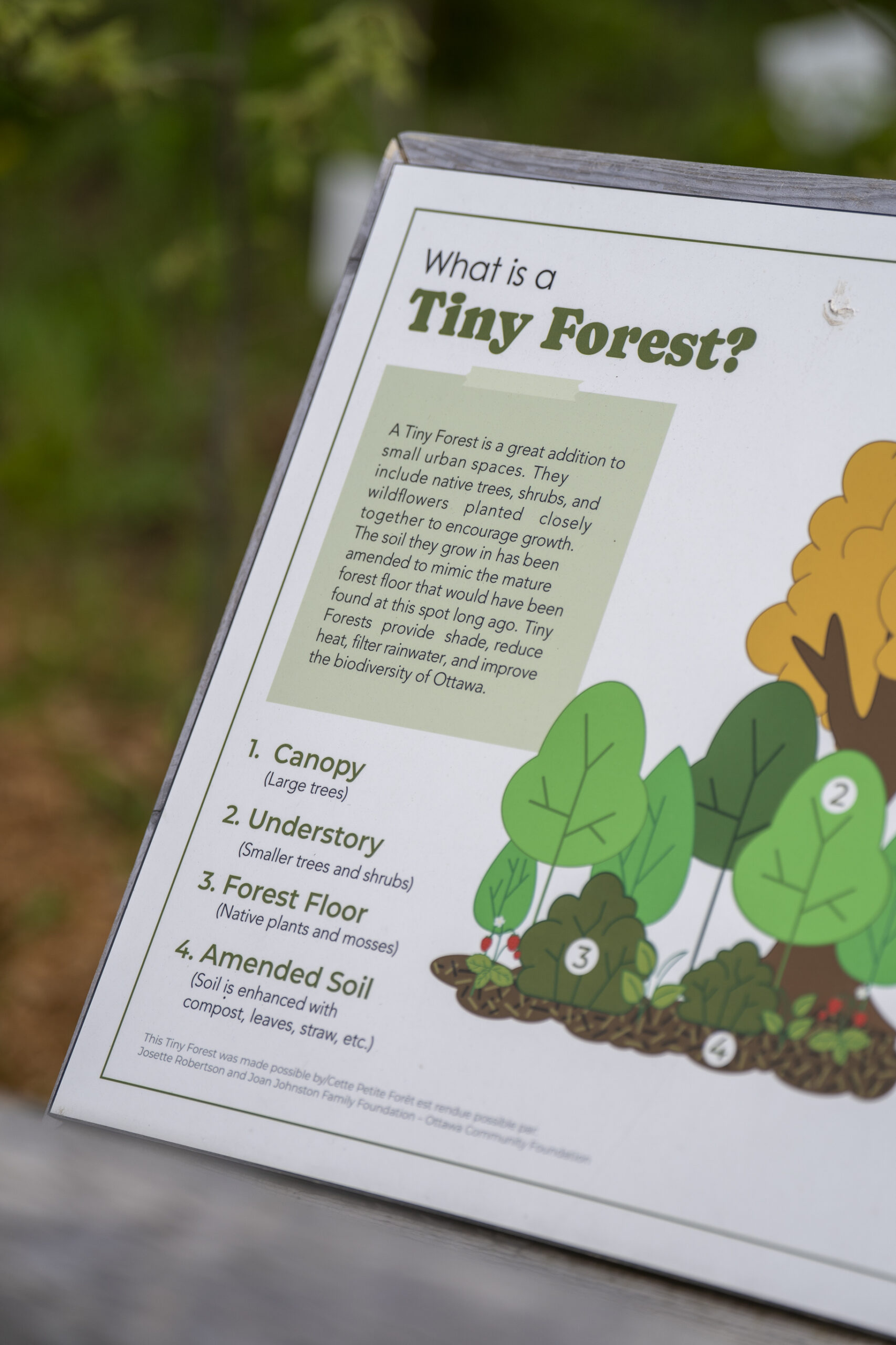 Tiny Forest at the Ottawa Rotary Home: How it came to be