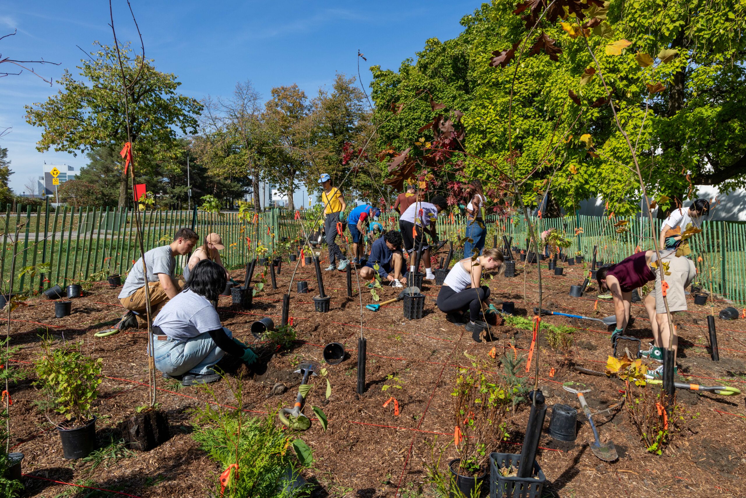 Webinar: Municipal tree planting & current funding opportunities