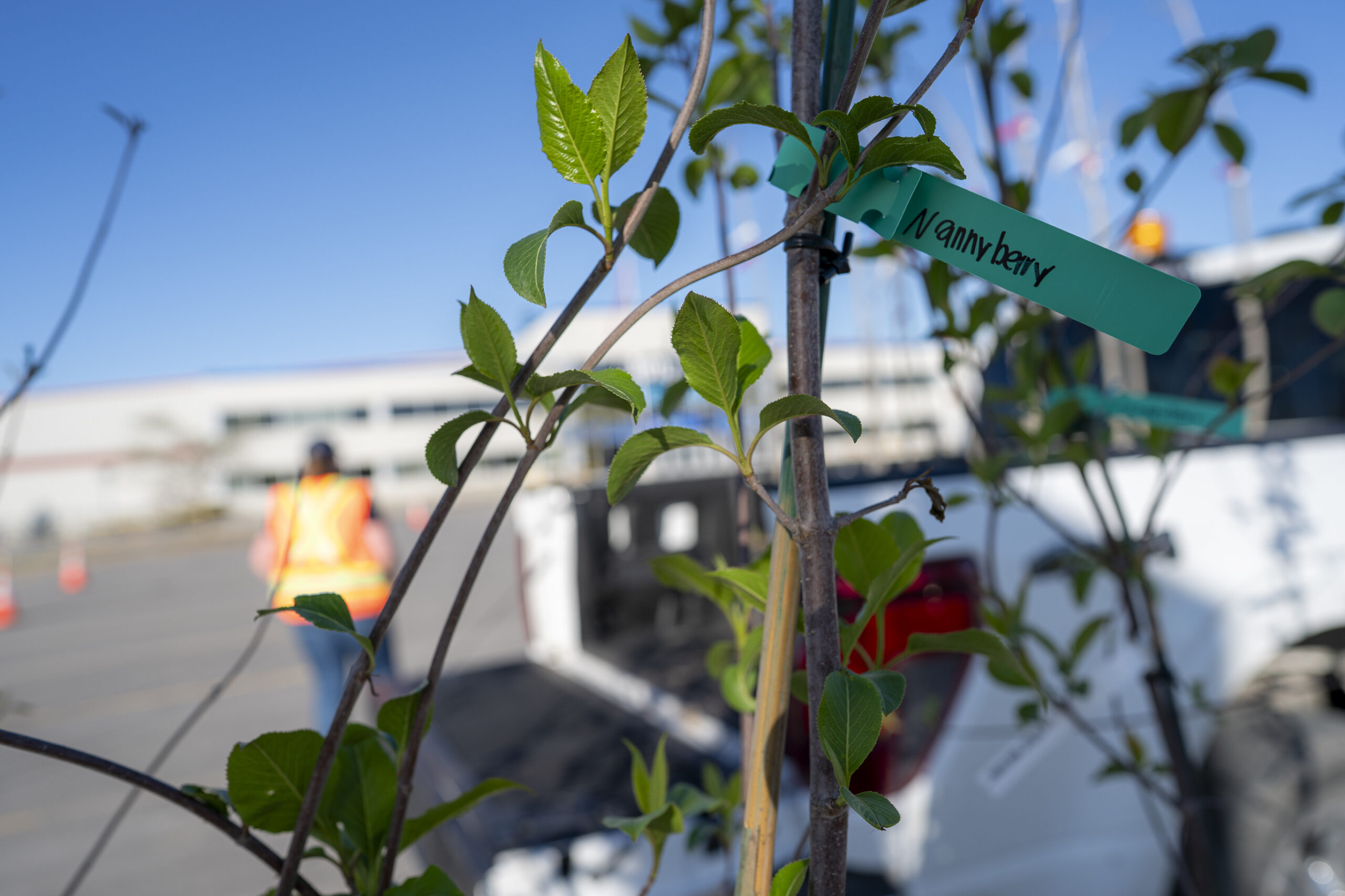 From planning to planting urban trees